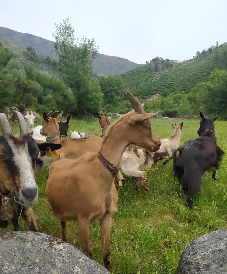 Abrigo Do Cabecinho - Serra Da Estrela Cortes do Meio エクステリア 写真